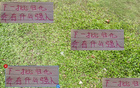 國足難覓蔣光太式歸化猛將