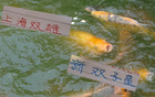 上海德比后，海港雙子星與申花雙子星能否征戰(zhàn)東亞杯？